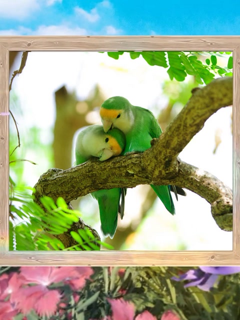 忢訫演唱的《爱的画卷》