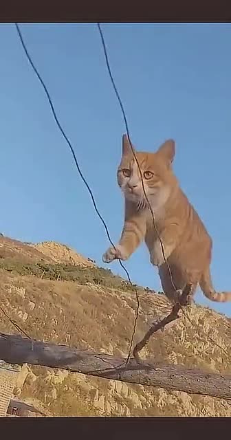 猫咪学艺多年,今天展示走钢丝,这技术真是牛!
