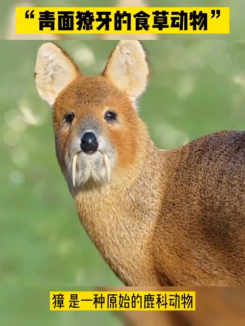 青面獠牙的鹿科动物,长牙可达8cm,竟只吃素食!