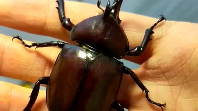 独角仙的叫声你肯定没听过,连我这个害怕昆虫的人,都觉得可爱!