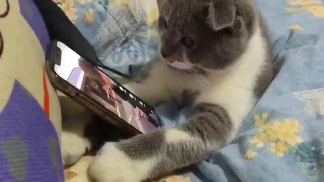 猫咪自己"玩手机",看完还会翻页,这是成精了吧?简直太可爱了