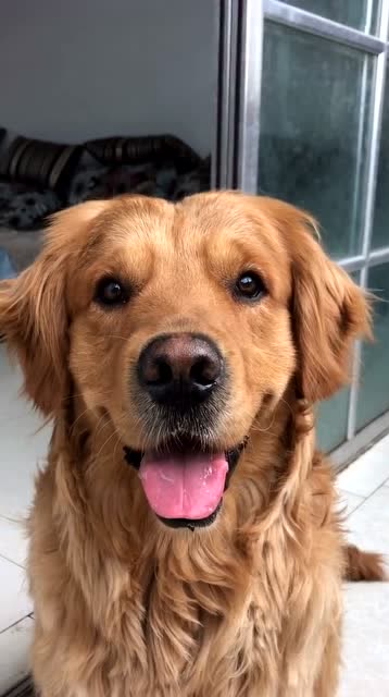 你这是真厉害啊!硬生生的把金毛剃成驴!