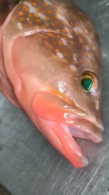 红斑鱼口感鲜美营养丰富|痴鲜野生海鲜朋友圈(dsfish)