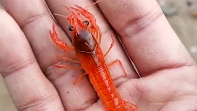 这就是师傅的赶海日常,又发现了一只迷你小龙虾,看着也太可爱了!