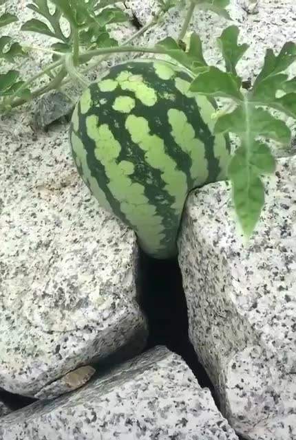夹缝中求生存,我就是这么强大