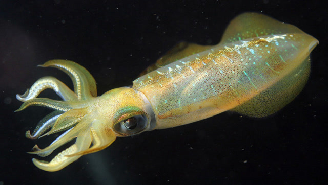 现钓现做,日本厨师活剁可爱的小乌贼做刺身,还在动就吃了!