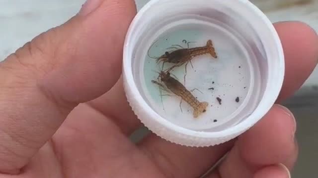 第一次见这么迷你的小龙虾,不知道是清蒸还是红烧,你们觉得呢?