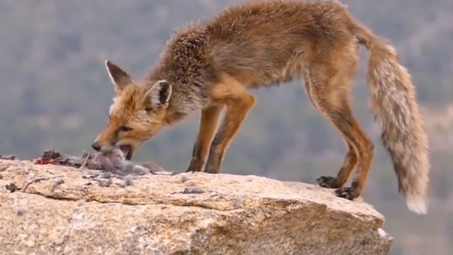 狼和狐狸的克星,实拍金雕猎杀狼和狐狸精彩瞬间