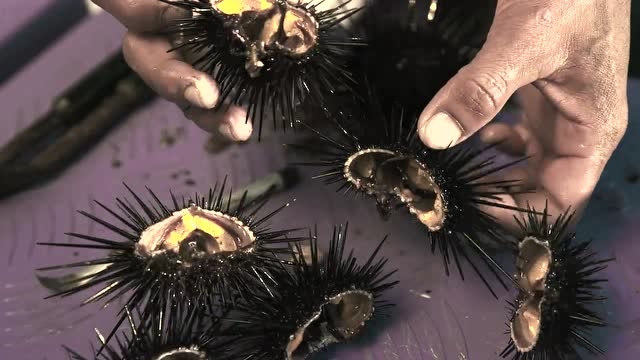渔民潜水捕捞海胆维持生态平衡,掰开直接生吃,甘甜又营养