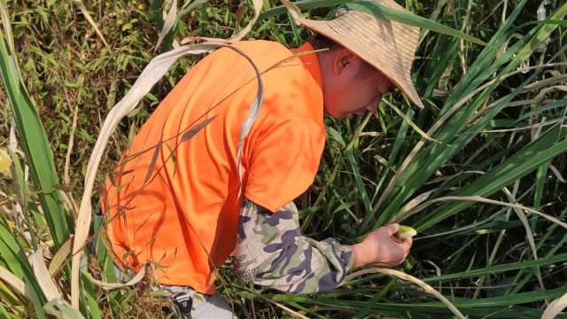 父子俩进山搞野,山沟沟里的野高笋2个星期没来采都老了,好可惜