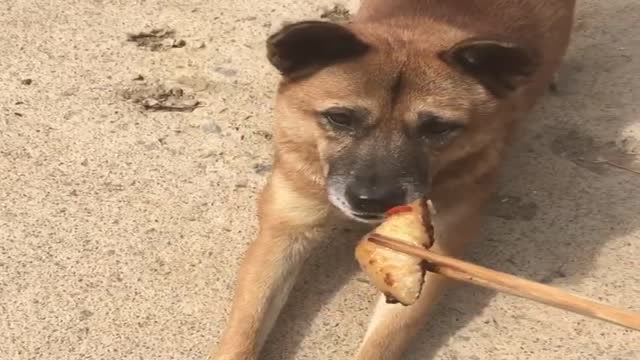 中华田园犬从不吃主人筷子夹的东西,放地上才吃,真懂事!