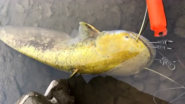 刚从河里钓上来的大鲶鱼,全身金黄色太漂亮了,实属难见啊!
