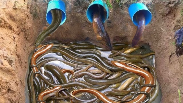 聪明大叔自创抓黄鳝工具,仅用几根水管箩筐,黄鳝排队往里钻!