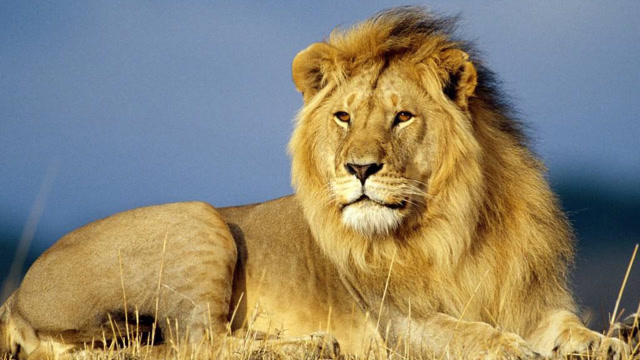 草原上出现3只假狮子,还自带录音挑衅,真狮子分分钟围了过来!