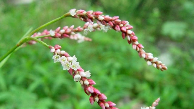 农村一种长似薰衣草的植物,人们俗称"刀枪药",用来止血见效快