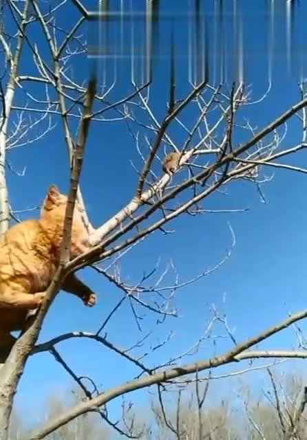 老鼠见了猫,求生欲太强了,猫爬上树尴尬了!