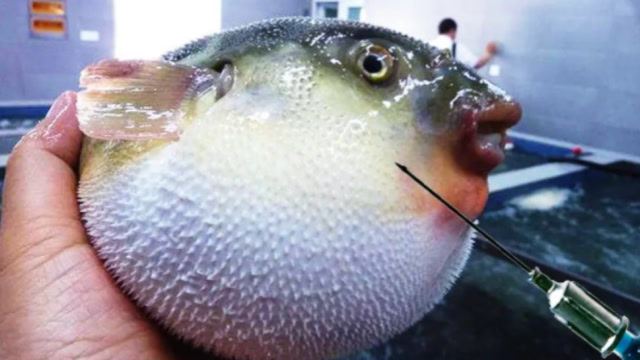 正在生气膨胀的河豚,如果用针扎一下,它会爆炸吗?结果太残忍