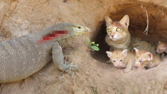 凶猛鳄鱼闯进猫窝,猫妈妈母爱瞬间爆发,果然是鱼都归猫管!