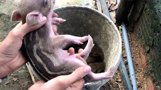 一窝刚出生不久的家养野猪,原来二师兄小时候还挺萌的