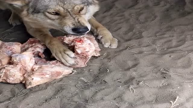 狼吃肉时还龇牙咧嘴,不是狼凶恶无情,主要是人做的太过分了