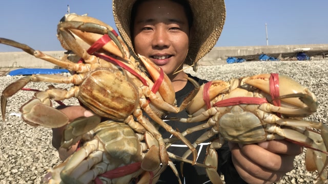 兴哥赶海收螃蟹笼发财了,一斤一只都算小的,这品种的螃蟹值钱了