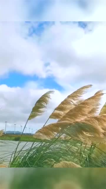 风吹芦苇,秋风习习.