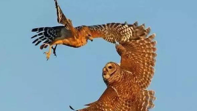 老鹰偷袭猫头鹰,怎料双方势均力敌,下一秒意外发生了