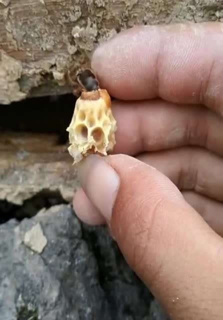 长这么大,我还是第一次见到蜂王出生!