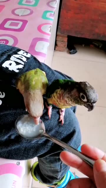 这雀也爱吃小米粥看人吃它俩就来了!