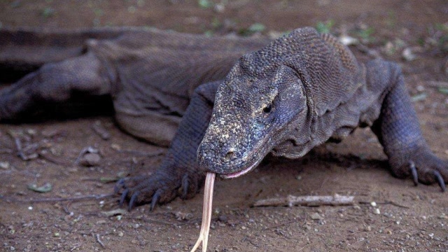 澳洲巨蜥活吃求生者图片