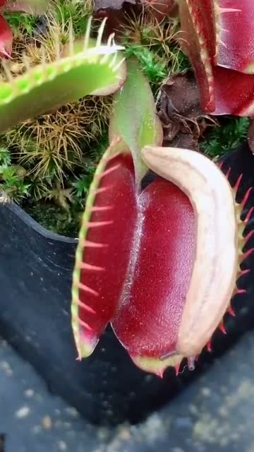 鼻涕虫爬进了食人花里看着好残忍网友有点恶心