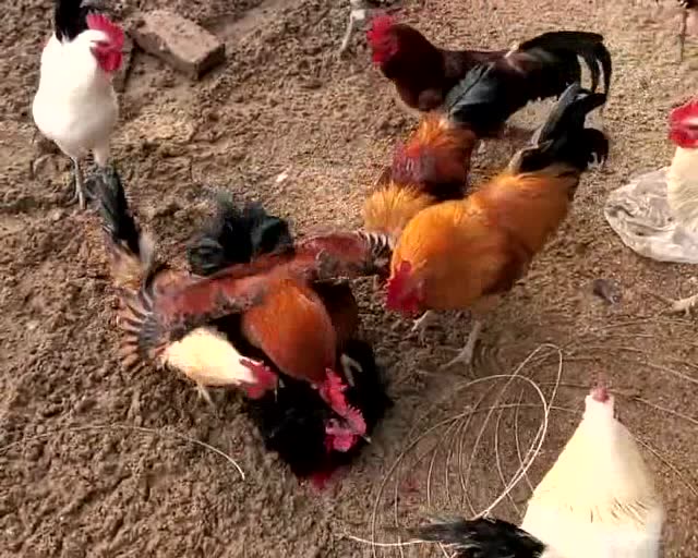 好几只公鸡欺负一只弱小的母鸡,到底发生什么事情了,居然能这么暴力!
