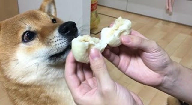 乐生活:可爱狗狗吃肉包子