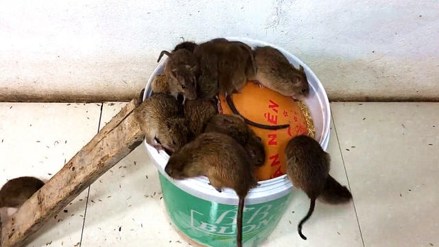 牛人用一个气球就抓了一窝大老鼠,原理竟如此简单,长见识了!