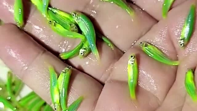 绿翡翠斑马鱼,颜色鲜艳不褪色,养多了更好看