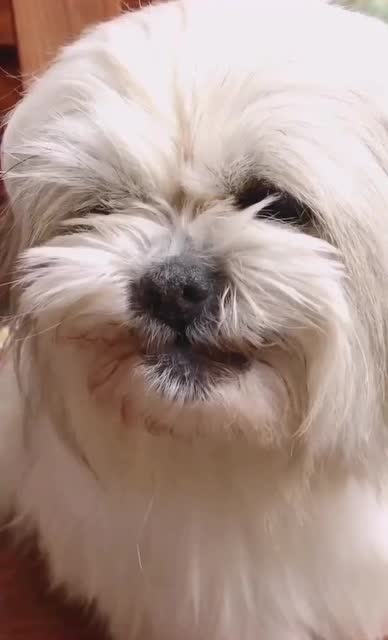 会笑的哈,但怎么都觉得皮笑肉不笑的