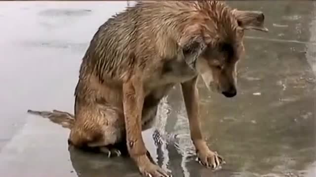 不知道这只狗子经历了什么,居然一直在这里淋雨,好想给它一个拥抱!