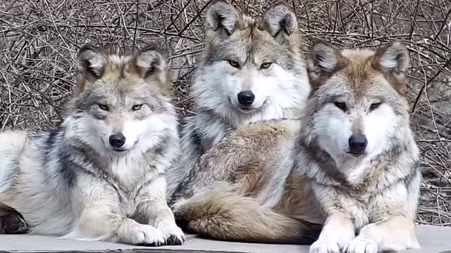 三只晒着太阳,憨憨的狼