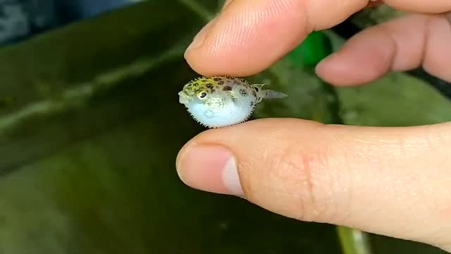 太可爱了吧,这么小还会生气,迷你版的小河豚
