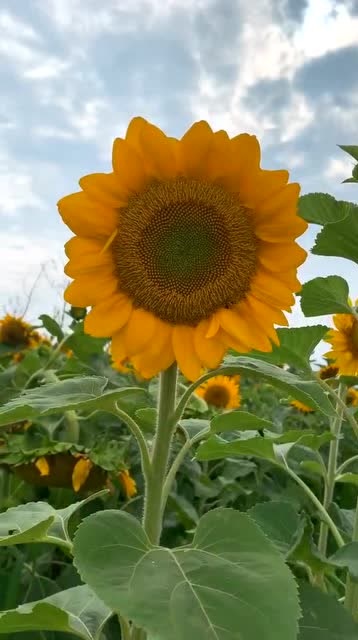 与阳光相依微笑前行的向日葵花开的真美越努力越幸运