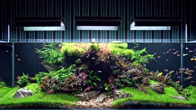 一米八的大型草缸,这样的鱼缸不配拥有,静静欣赏吧