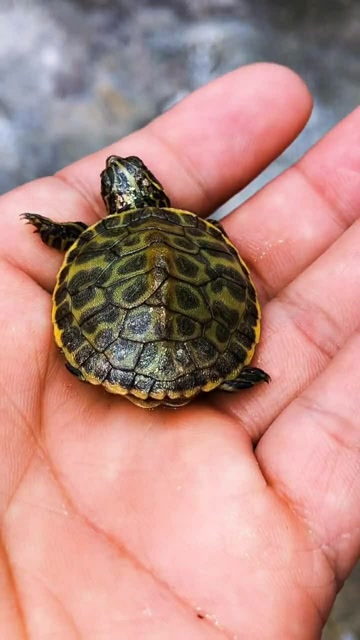 这是一只特别可爱的乌龟,趴在手上非常乖