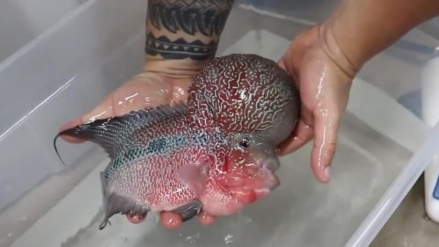 男子意外钓到一条"怪物鱼",头上竟冒出巨大的包,网友:变异了?