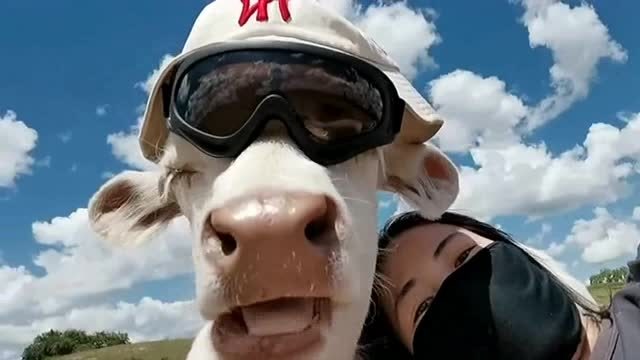 新疆旅游要骑牛,这的大白牛戴上帽子和眼镜,可爱的像大叔