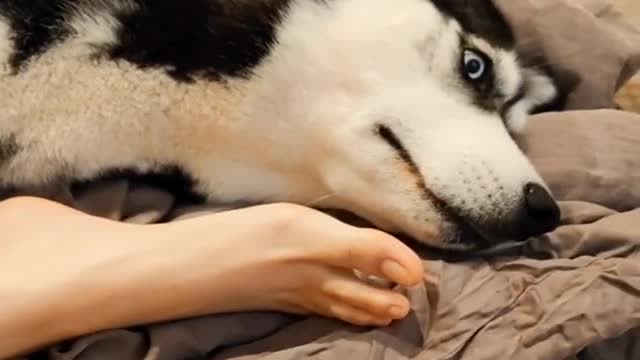 二哈舔主人脚指头上瘾了,下一秒这反应,看完差点笑岔气!