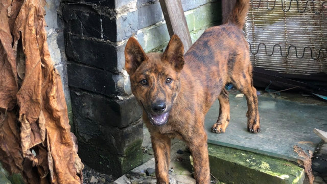 最酷似老虎斑纹的广西虎斑犬,与生俱来王者范
