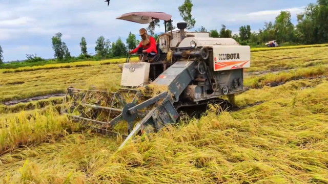 新型水稻收割机真实用,倒伏能收割秸秆处理也非常到位,你看怎样
