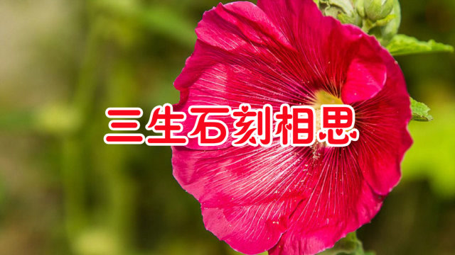 一首情歌对唱《三生石上刻相思》歌声温柔动听,令人陶醉!