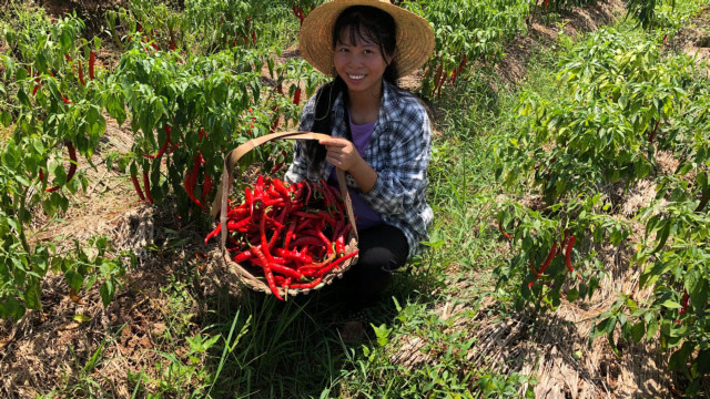 江西农村辣椒大丰收,小秀5分钟就收获满满,真让人高兴