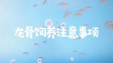 光遇，龙骨饲养注意事项